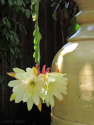 ecards photography white yellow flowers
